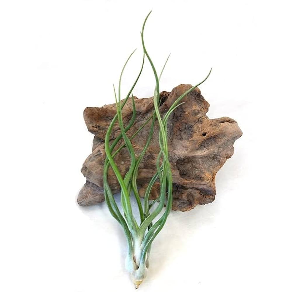 Amazon｜エアプランツ チランジア ブルボーサ ハイブリッド (12